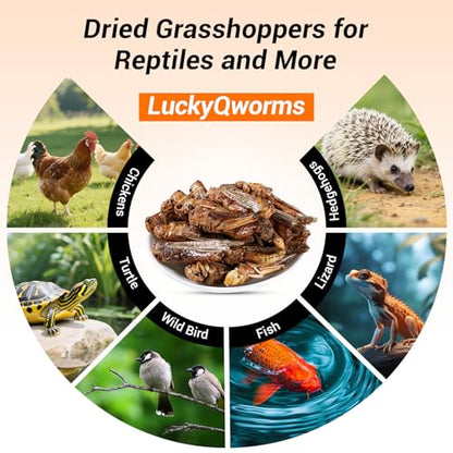 Freeze Dried Grasshoppers - High Protein Reptile & Bird Food, 1lb Resealable Bag for Bearded Dragons, Lizards, Hedgehogs | Natural, No Additives