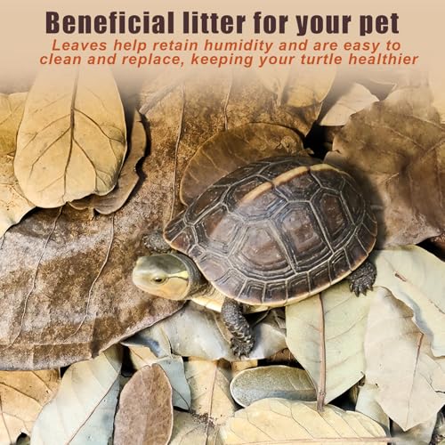 Dry Oak Leaf Litter for Reptiles,40Pcs Oak,60Pcs Longan & 20PCS Indian Almond Leaves,Leaf Litter Isopods Live Substrate Terrarium Bedding for Turtle,Snakes,Frogs,Isopod,Spider, Cricket