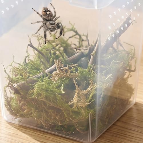 COHEALI 4pcs Transparent Reptile Feeding Boxes with Optimized Ventilation Portable Small Enclosure and Cricket Keeper Cage Versatile Habitat for Gecko Frog Scorpion Easy- Pet Containers