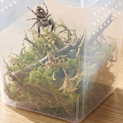 4pcs Small Insect Feeding Boxes Multihole Ventilation Design, Plastic Cricket Keeper Cage for Snail and Spider, Easy Maintenance and Space Saving Terrarium Containers