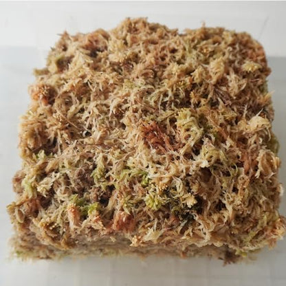 5.5oz Sphagnum Moss for Plants, Premium Compressed Sphagnum Moss for Orchids - size: 5.5 ounce