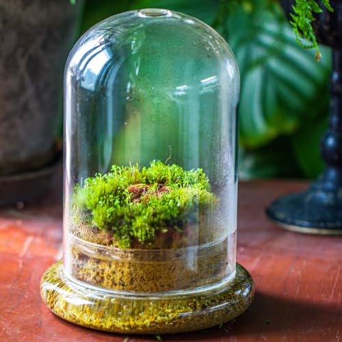 NCYP Glass Dome Cloche with Base and Air Hole - 5.9 x 5.9 x 8.2 Inches Indoor Tabletop Display Terrarium for Venus Flytrap - Home Modern Decoration, Clear (No Plants)