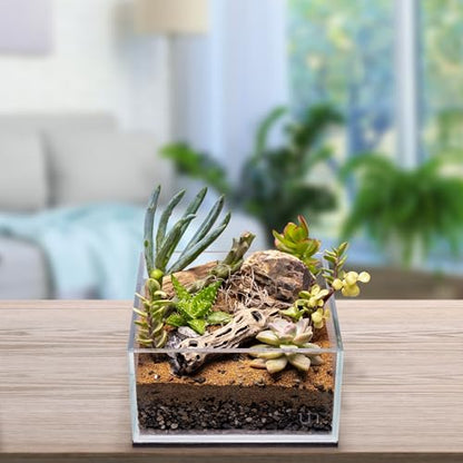 Natural Cholla Wood - Driftwood for Aquariums, Air Plant Base, Hermit Crab and Freshwater Shrimp Hideout, Fish Tank Decoration, Chinchilla Chews, Reptile Habitat Wood - 6 Inch, 2pc - size: 6 inch (Pack of 2)