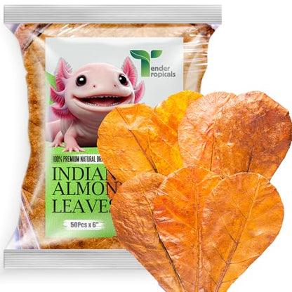 50 Pcs Indian Almond Catappa Leaves 6" for Axolotl Aquariums – Natural Leaf Litter, Aquarium Botanicals, Tank Accessories & Habitat Decor
