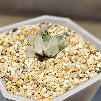 Coarse Sand Stone 1LB Decorative Rocks Sand Stone,Mix Coarse Sand for Plants,Soil Cover Bonsai,Succulent,Terrarium,Course,Garden,Cactus Sand, Aquarium, Fairy Garden, DIY. - size: 1 LB