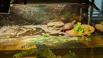 AQUA KT Aquatic Turtle Tree Trunk Round Freestanding Floating Dock Island Climbing Basking Platform Large Non Slip with Suction Cup, for Pond and Amphibian Reptile Terrarium Habitat - color: Large