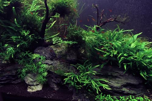 Natural Slate Stone 5 to 7 Inches - USA Sourced and Packaged for Aquascaping Aquariums, Terrariums, Paludariums, Reptile Enclosures, and Gardens (5lbs) - size: 5 lbs
