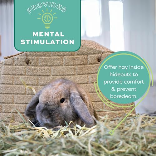 Oxbow Orchard Grass Hay, Rabbit & Guinea Pig Hay, High Fiber for Digestive Health, Grown in the USA, Veterinarian Recommended Small Pet Supplies, for Rabbits, Guinea Pigs, & Chinchillas, 15 oz. | Hand-Sorted, De-Dusted, Oxbow Orchard Grass Hay, Bunny Hay