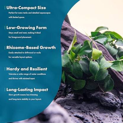 Anubias Live Aquarium Plants - Potted Freshwater Plant for Fish Tanks, Terrariums - Beginner Friendly Low Light (Nana Petite, 3 Pots) - color: Nana Petite, size: 3 Pots
