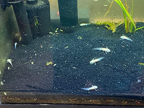 African Aquatic Clawed Frog Soft Bits (Squid & Krill 3.2mm Soft Pellet, 1oz Sample) - size: 1 Ounce (Pack of 1)