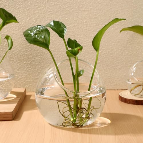POPETPOP Plant Terrarium Glass Air Plant Holder: 3Pcs Tabletop Succulent Air Plant Planter Glass Succulent Planter Air Plant Vase for Succulent Cactus Plant, 12.00X12.00X12.00CM