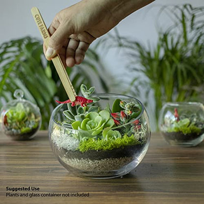 Terrarium Starter Kit | Moss, Vermiculite, Soil, Pebbles, Plant Food, Finishing Tools, Build and Care Guide | DIY Succulent Terrarium (Small) - size: Small Kit