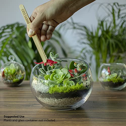 Terrarium Starter Kit | Moss, Vermiculite, Soil, Pebbles, Plant Food, Finishing Tools, Build and Care Guide | DIY Succulent Terrarium for Adults and Kids (Large) - size: Large Kit