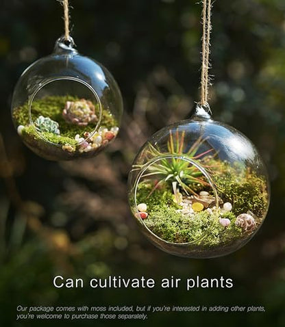 DIY Terrarium Kit with Live Moss, 15-Piece Glass Globe Set | Complete DIY Experience, Beginner Friendly, Wooden Display Stand, Gift-Ready Set, Indoor Nature Decor, Easy Assembly
