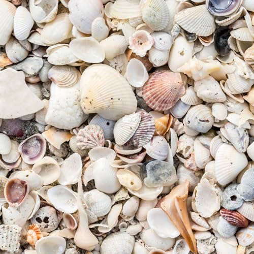 Natural Organic Sea Shell Mulch for Gardens and Landscaping – Decorative and Nutrient-Rich, 0.5–3-Inch Shells, Perfect for Indoor and Outdoor Use (0.5 CF - 14 L - 15 QTS) - color: Sea Shell Mulch, size: 0.5 CF - 14 L - 15 QTS