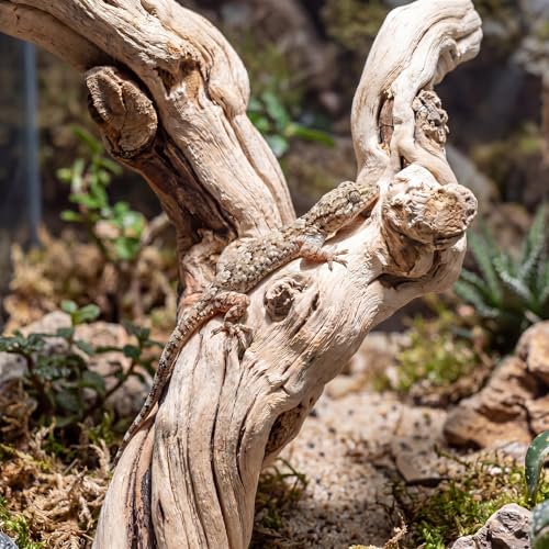 Natural Large Driftwood for Aquarium, 2 Pieces 10-12" and 16-20" King Root Branches for Reptile Bearded Dragon Lizard Gecko Climbing, Fish Tank Landscaping Decorations