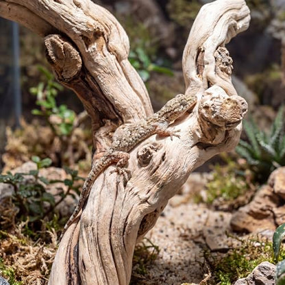Natural Large Driftwood for Aquarium, 2 Pieces 10-12" and 16-20" King Root Branches for Reptile Bearded Dragon Lizard Gecko Climbing, Fish Tank Landscaping Decorations