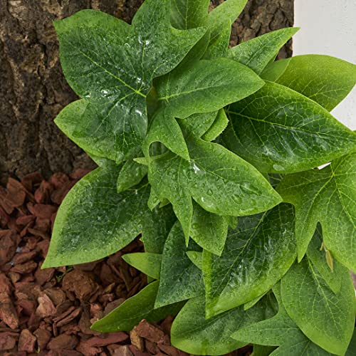 2Pack Fake Sweet Potato Vine, Reptile Climbing Plants with Suction | For Crested Gecko Chameleon Lizard Terrarium - color: C-fake Sweet Potato Vine