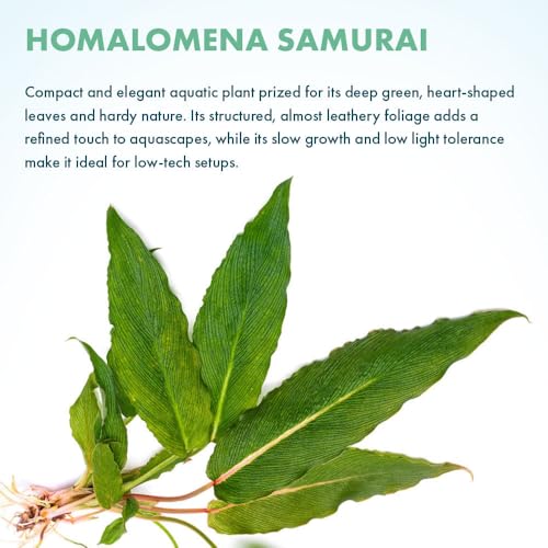 Live Jungle Plant - Homalomena sp. 'Samurai' - Moderate Care, Low to Medium Light, Green Accent, Vivarium or Paludarium Terrestrial Rosette - Loose/Bare Root - color: Homalomena Samurai, size: Loose / Bare Root