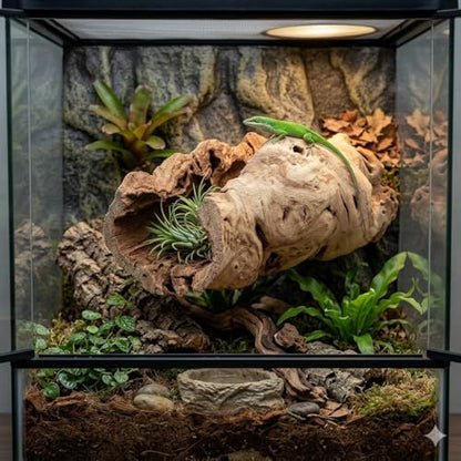 Koyal Wholesale 10" Hollow Grapewood Branch Decor 1Pcs Grapewood Centerpiece Vase Air Plants Sand Blasted Grapevine Wood Untreated Terrarium Wood Driftwood Decor