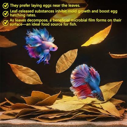 55+ Dried Longan Leaves (4-6 Inch) - Natural Terrarium Leaf Litter for Bioactive Setup, Isopods, Snakes, Frogs, Spiders, Betta Fish- Moisture Retention & Hiding Cover