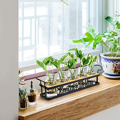 THYGIFTREE Plant Propagation Stations, for Plant Lovers Rooting for You Propagate Jars for Hydroponic Cuttings Propagating Vase - color: Black – 5 Tray Letter
