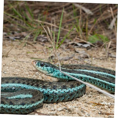 ORFOFE Eco-Friendly Snake Catcher Telescopic Snake Pole Reptile Handling Tool