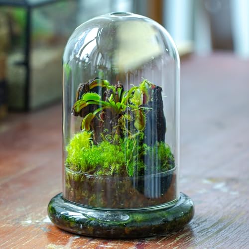 NCYP Glass Dome Cloche with Base and Air Hole - 5.9 x 5.9 x 8.2 Inches Indoor Tabletop Display Terrarium for Venus Flytrap - Home Modern Decoration, Clear (No Plants)