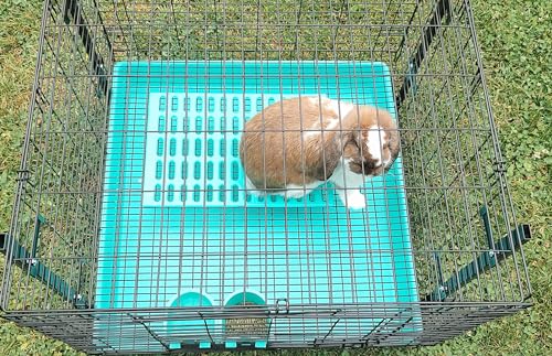 Saguaro Acres Rabbit and Small Animal Cage Resting Mat for Wire Floored Cages 2 Pack (Blue & Teal) - color: Blue & Teal