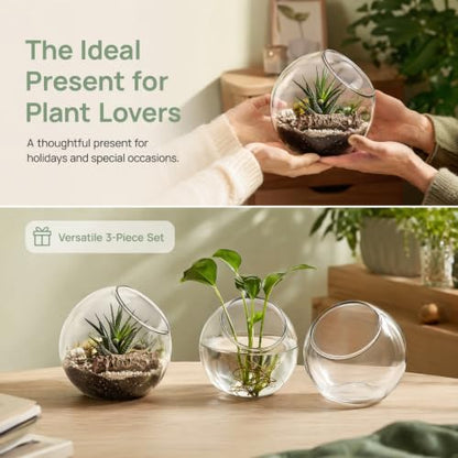 IMIKEYA Plant Terrarium Display: 3Pcs Slanted Glass Terrarium Containers Air Plant Glass Sphere Succulent Display Bowl Vase for Home Tabletop Microlandschaft