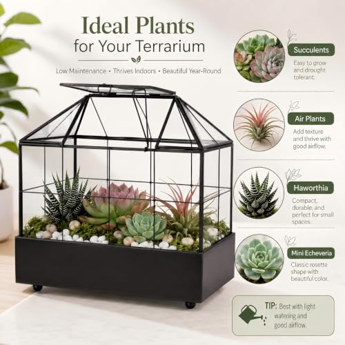 Large Tall Plant Terrarium Glass – Glass Greenhouse Terrarium with Lid and Tray,Indoor Tabletop Orchid Succulent Cacti Terrarium Kit 9.5”X9.8”X5.6”