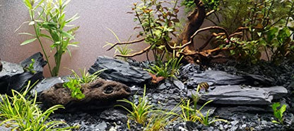 Natural Slate Stone 5 to 7 Inches - USA Sourced and Packaged for Aquascaping Aquariums, Terrariums, Paludariums, Reptile Enclosures, and Gardens (10lbs) - size: 10 lbs