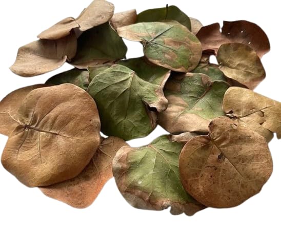 40 Natural Sea Grape Leaves – Florida Harvested, Organic, No Pesticides – Leaf Litter for Hermit Crabs, Reptiles, Terrariums, Crafts