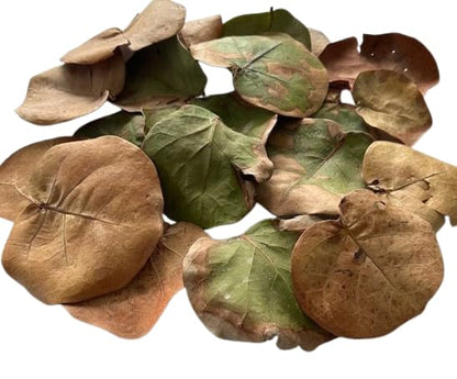 40 Natural Sea Grape Leaves – Florida Harvested, Organic, No Pesticides – Leaf Litter for Hermit Crabs, Reptiles, Terrariums, Crafts