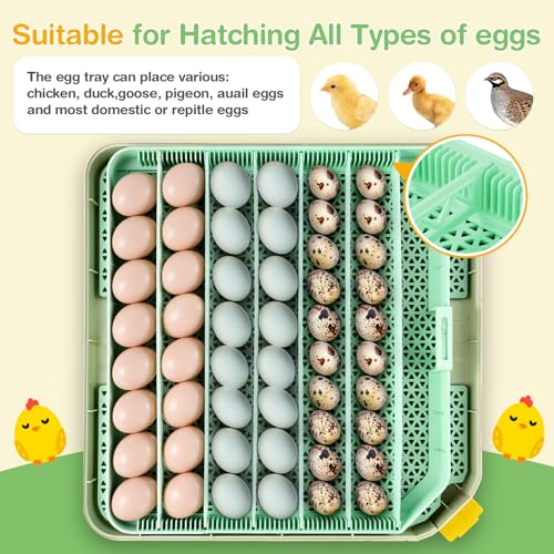 Sailnovo 48 Egg Incubator for Hatching Eggs with Auto Egg Turning, Precise Temp & Humidity Control, 360°Viewing, Egg Candler, Incubator for Chicken Eggs/Duck/Quail,Ideal for Farm/School/Lab,Green | Precise Temp & Humidity Control，Auto Egg Turning, 360°Vie