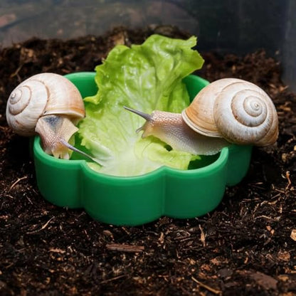 4 Pack Flower Shaped Reptile Feeding Dish, Colorful Plastic Food & Water Bowls for Leopard Gecko, Lizard, Hermit Crab, Turtle, Isopods, Small Reptiles & Invertebrates