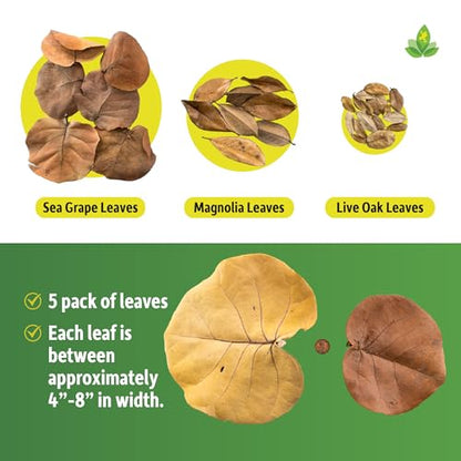 Josh's Frogs Organic Sea Grape Leaf Litter USA Collected (5 Leaves)