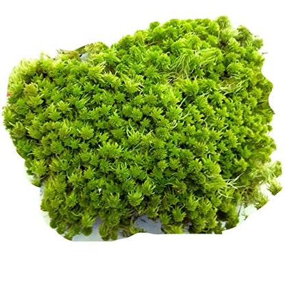 Super Sphagnum Moss 8"x10" Bag for Terrariums Orchids Reptiles Carnivorous Plants