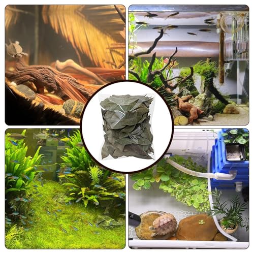Longan Leaf Litter - Natural Pet Habitat Leaves Pack 50 Pieces, Soft Turtle Leaf Bedding Design | Clean Aquarium Foliage Cover for Frogs Fish Snakes Shrimp Lizards Tortoises Home Use