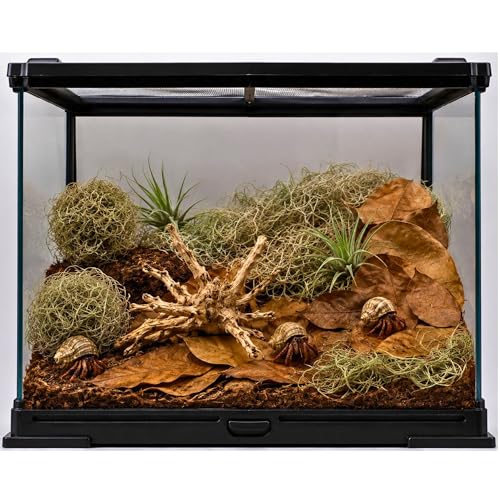 Bioactive Terrarium Kit with 4 Live Air Plants - Complete Reptile Habitat Decor for Geckos, Hermit Crabs & Frogs - Includes Spider Wood & Dried Grape Leaves