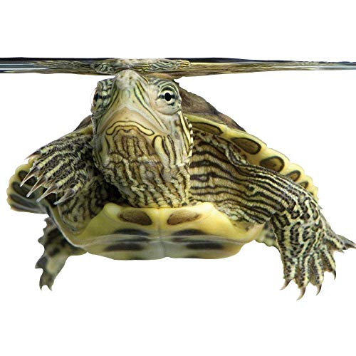 Healthy Herp Dragon Treat Grasshoppers - Nutritious Turtle Food 0.56oz(16g) | Bearded Dragon Tank Accessories - for Bearded Dragons, Box Turtles, Aquatic Turtles