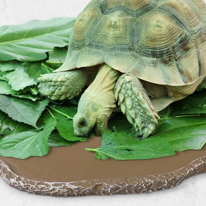 2Pcs Reptiles Water Dish Resin Pet Food Feeding Bowls Lizard Tortoise Turtle Food and Water Bowls Reptile Supplies Resin Brown Compact and Light Material Design Easy to Use, 2 PCS