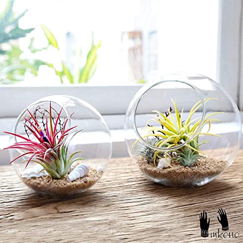 Mkono Plant Terrarium Display Glass Tabletop Succulent Air Plant Planter Globe Microlandschaft House, M | Succulent Holder, Oblique Mouth Opening, DIY Airplant Display, Multi-Purpose, Home Balcony Office Decor, Plant Lover Gift
