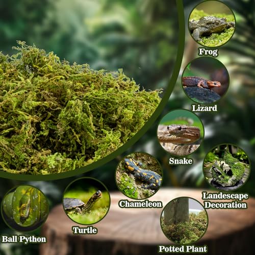 Sukh Sphagnum Moss for Reptiles - Terrarium Reptile Moss Substrate, 15.8 OZ | Habitat Bedding for Snake, Gecko, Turtle, Frog, Bearded Dragon, Jumping Spider, Chameleon, Enclosure & Tank Accessories Decor - size: 15.8 Ounces