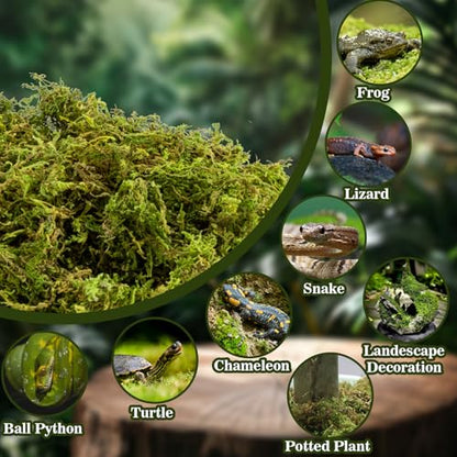 RAINFLOW Sphagnum Moss for Reptiles - 7 Oz Reptile Moss Peat Terrarium Moss Bedding Reptiles Lizard Substrate for Reptile Tank, Snake, Leopard Gecko, Ball Python, Crested Gecko, Turtle, Frog, Hamster