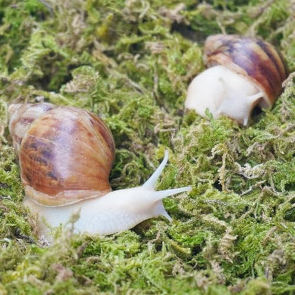 4oz Moss Substrate for Pet Snails, Terrarium Substrate Supplies for Maintaining Humidity in Snail Tanks and Habitats