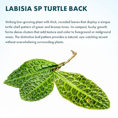 Live Jungle Plant - Labisia Sp Turtle Back - Terrestrial Plants for Paludarium, Reptile Enclosure, High Humidity Displays - color: Labisia Sp Turtle Back, size: Loose / Bare Root