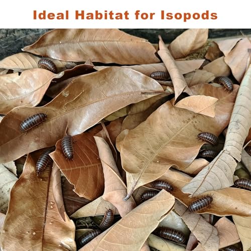 120PCS Dry Longan Leaf Litter for Reptile,Natural Turtle Longan Leaf Litter,Isopod Live Leave Terrarium Substrate Bedding,Tortoise Tank Leaves Decor for Snake,Gecko,Spider,Betta Fish (120PCS)