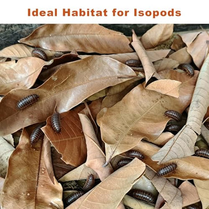 120PCS Dry Longan Leaf Litter for Reptile,Natural Turtle Longan Leaf Litter,Isopod Live Leave Terrarium Substrate Bedding,Tortoise Tank Leaves Decor for Snake,Gecko,Spider,Betta Fish (120PCS)
