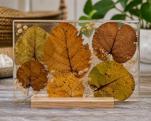 40 Natural Sea Grape Leaves – Florida Harvested, Organic, No Pesticides – Leaf Litter for Hermit Crabs, Reptiles, Terrariums, Crafts